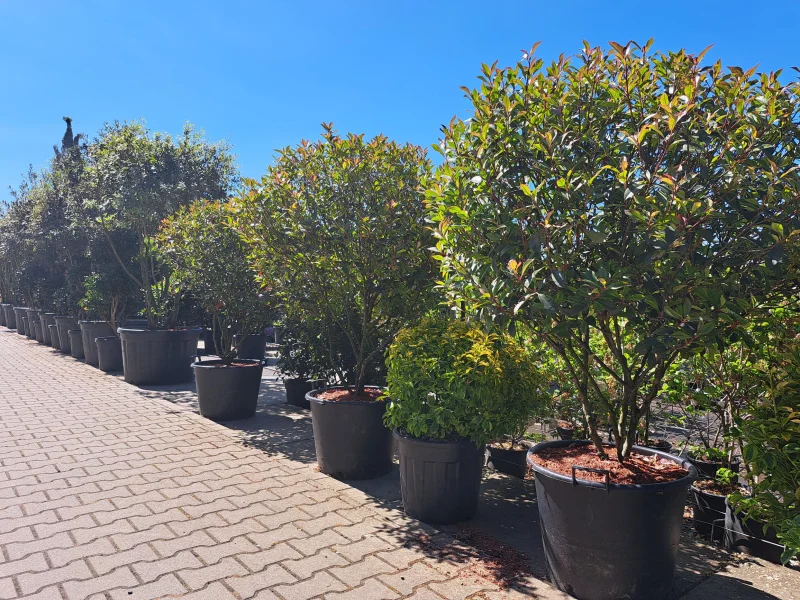 Photinia Little Red Robin Meerstammig (Wintergroene Glansmispel)-2