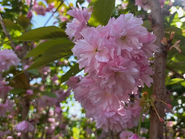 Prunus Serrulata Kanzan Leiboom (Leisierkers)