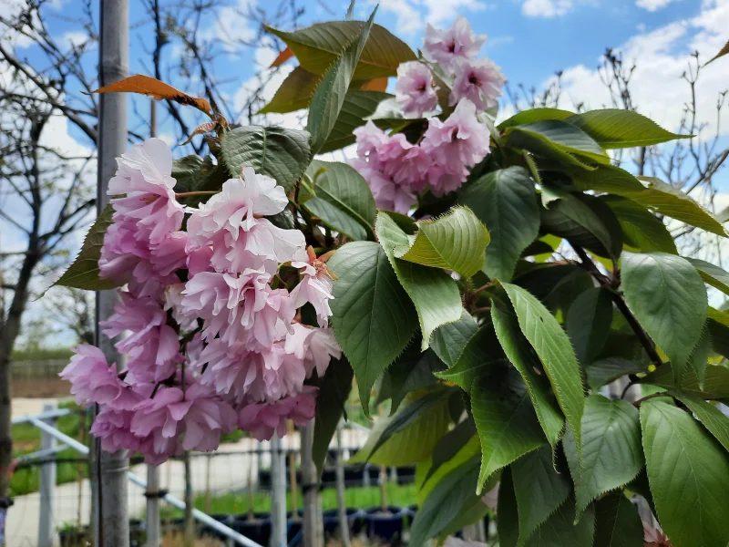 Prunus Serrulata Kanzan Leiboom (Leisierkers)-5
