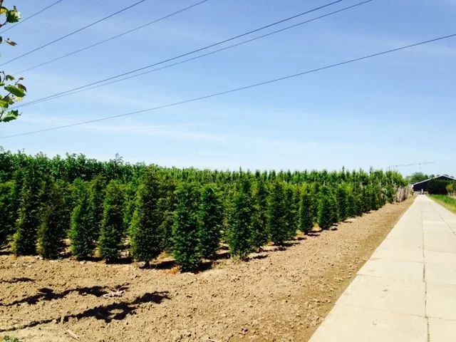 Taxus Baccata Wurzelnackt (Gemeine Eibe)