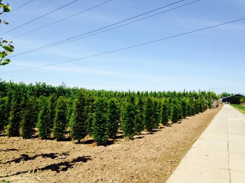 Taxus Baccata Kale Wortel (Losse Haagplant)