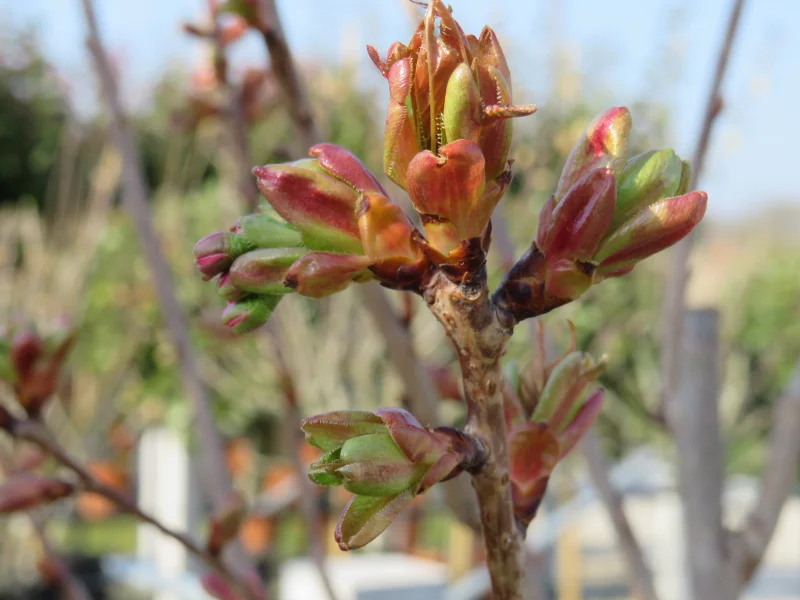 Prunus Serrulata Kanzan Leiboom (Leisierkers)-6