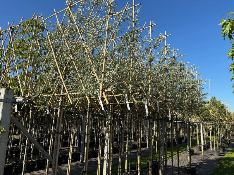 Pyrus Salicifolia Pendula Leiboom (Treursierpeer Leiboom)-1
