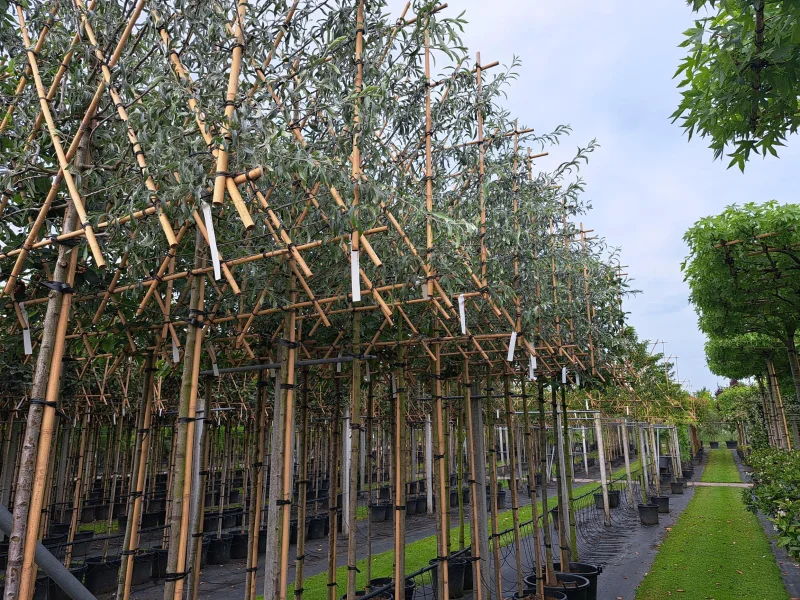 Pyrus Salicifolia Pendula Leiboom (Treursierpeer Leiboom)-3
