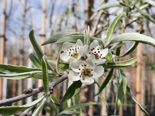Pyrus Salicifolia Pendula Dachform (Weidenblättrige Hängebirne)