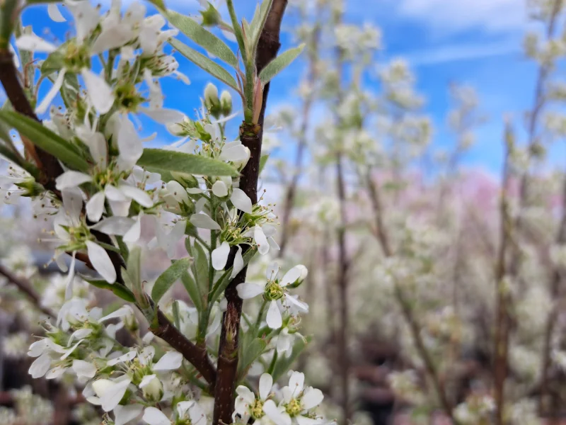 Pyrus Salicifolia Pendula Leiboom (Treursierpeer Leiboom)-5