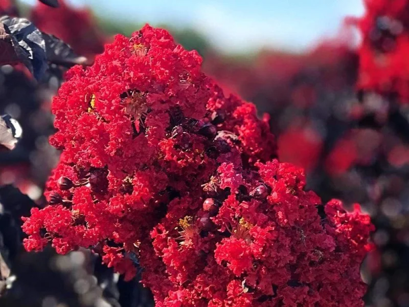 Lagerstroemia Best Red Halfstam (Rode Lagerstroemia)