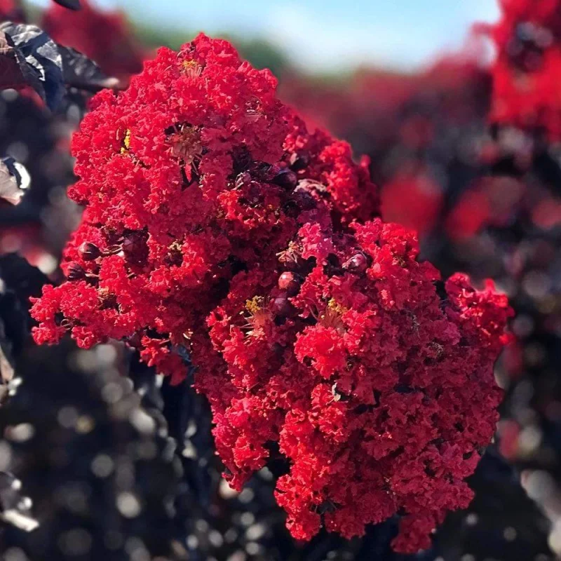 Lagerstroemia Best Red Halfstam (Rode Lagerstroemia)-2