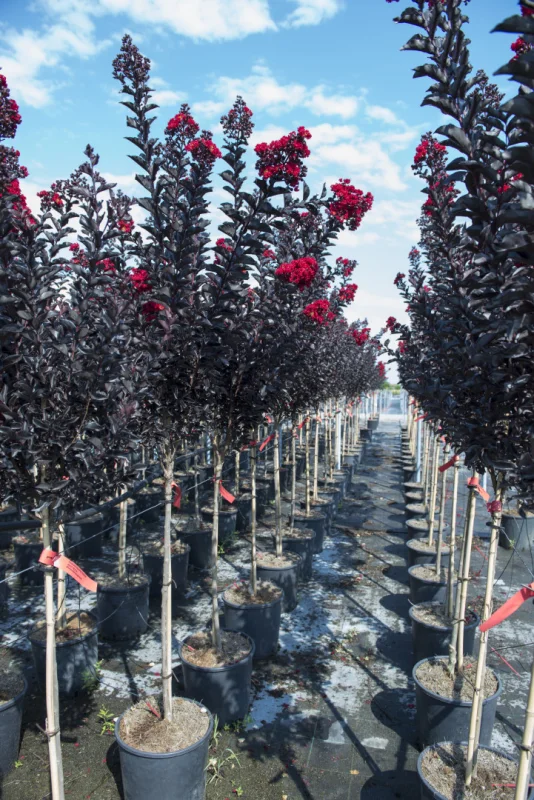 Lagerstroemia Best Red Halfstam (Rode Lagerstroemia)-3