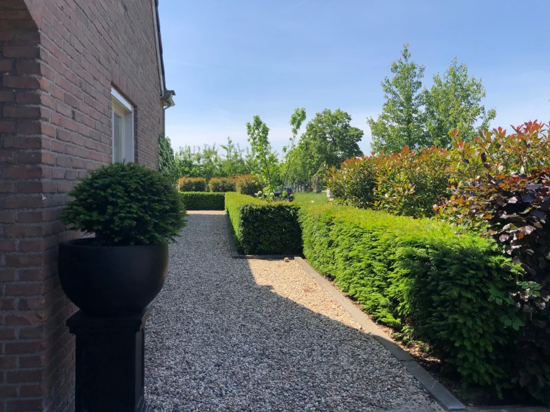 Taxus Baccata Kale Wortel (Losse Haagplant)-3
