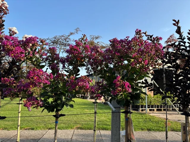 Lagerstroemia Purple Star Halfstam (Paarse Lagerstroemia) Lagerstroemia Purple Star Halfstam (Paarse Lagerstroemia)