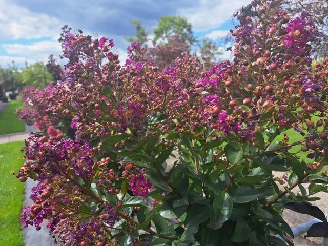 Lagerstroemia Purple Star Halfstam (Paarse Lagerstroemia) Lagerstroemia Purple Star Halfstam (Paarse Lagerstroemia)