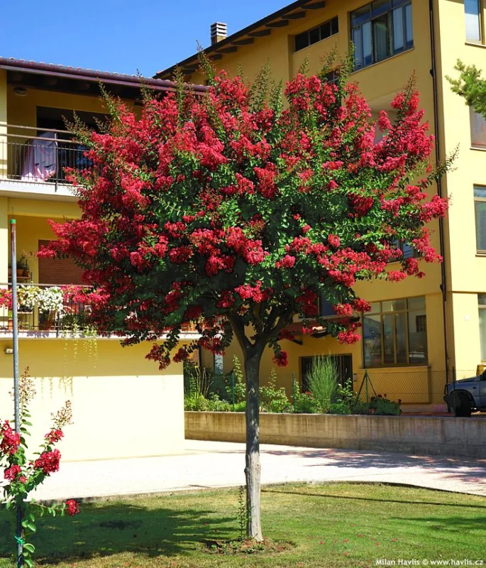 Lagerstroemia Enduring Summer Red Halfstam (Rode Lagerstroemia)