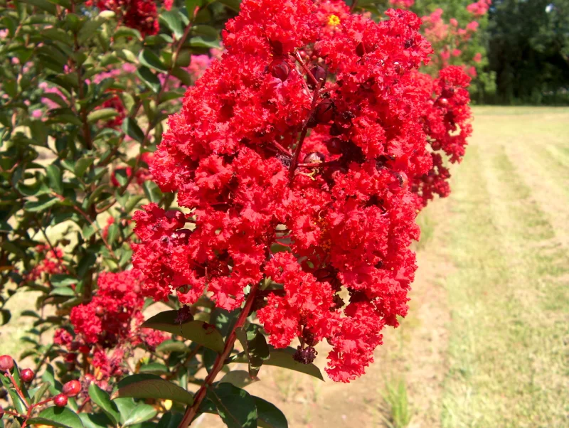 Lagerstroemia Enduring Summer Red Halfstam (Rode Lagerstroemia)-3