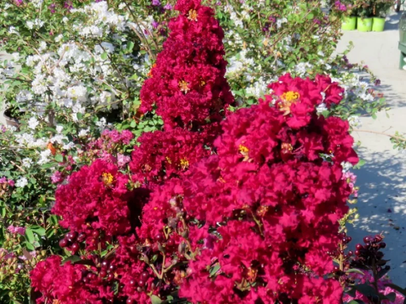 Lagerstroemia Double Feature Halfstam (Rozerode Lagerstroemia)