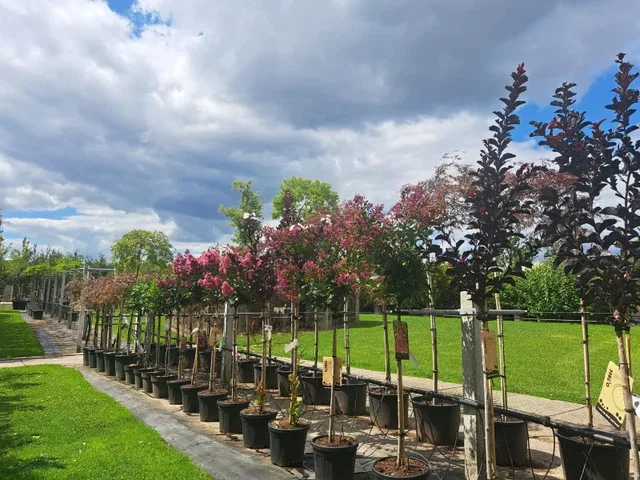 Lagerstroemia Double Feature Halfstam (Rozerode Lagerstroemia) Lagerstroemia Double Feature Halfstam (Rozerode Lagerstroemia)
