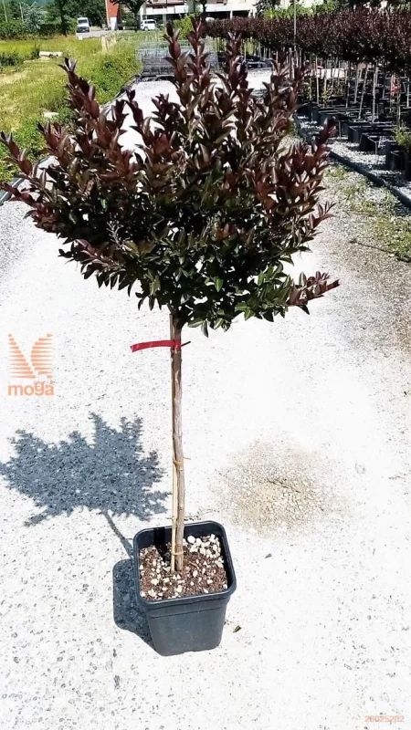 Lagerstroemia Double Feature Halfstam (Rozerode Lagerstroemia)-3