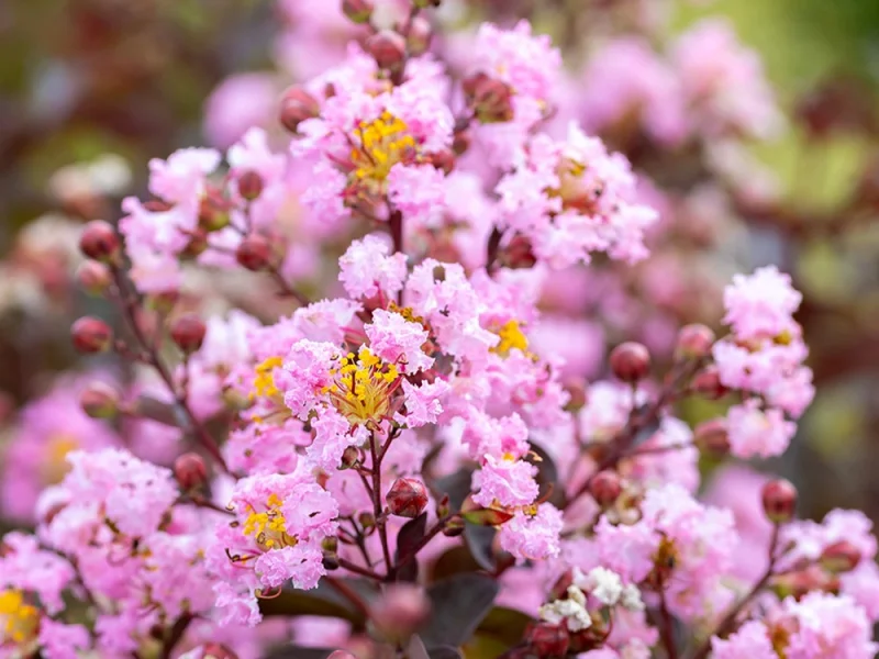 Lagerstroemia Rhapsody in Pink Halfstam (Lichtroze Lagerstroemia)-1