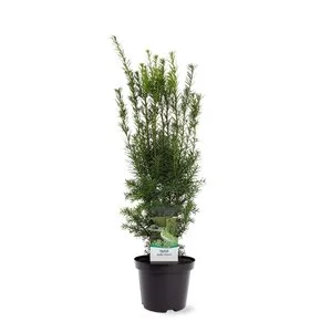 Taxus Media Hicksii (Haagplant)