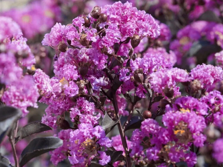 Lagerstroemia Lavender Lace Halfstam (Roze Lagerstroemia)-3