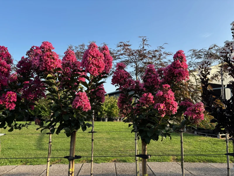 Lagerstroemia Coral Magic Halfstam (Roze Lagerstroemia)