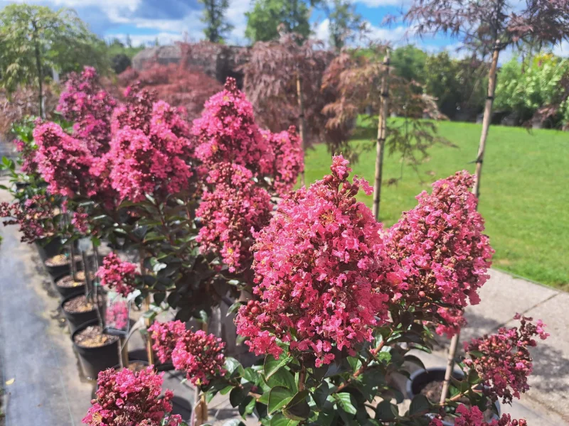 Lagerstroemia Coral Magic Halfstam (Roze Lagerstroemia)