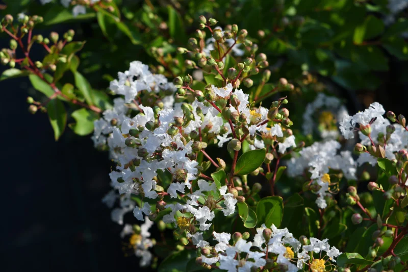 Lagerstroemia Pixie White Halfstam (Witte Lagerstroemia)-1