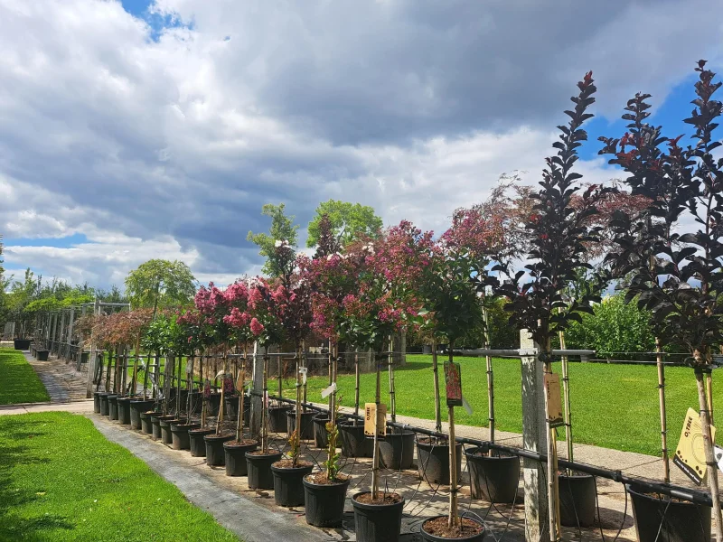 Lagerstroemia Pixie White Halfstam (Witte Lagerstroemia)-2