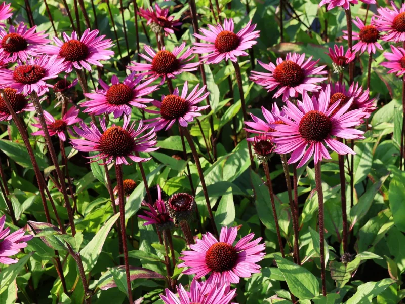 Echinacea Purpurea 'Fatal Attraction' (Zonnehoed)