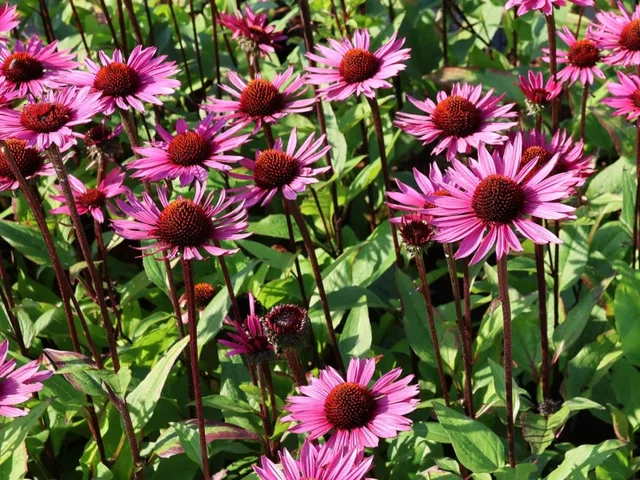 Echinacea Purpurea 'Fatal Attraction' (Zonnehoed) Echinacea Purpurea 'Fatal Attraction' (Zonnehoed)