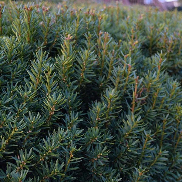 Taxus Media Hicksii Töpf (Eibe)