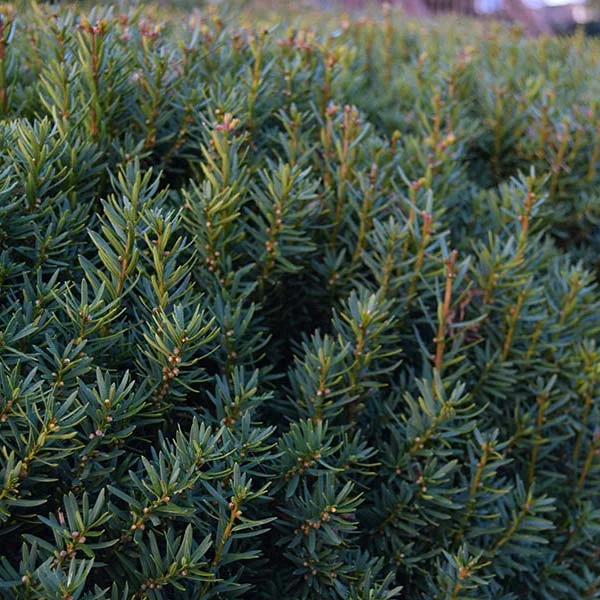 Taxus Media Hicksii (Haagplant)