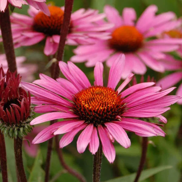 Echinacea Purpurea 'Fatal Attraction' (Zonnehoed) Echinacea Purpurea 'Fatal Attraction' (Zonnehoed)