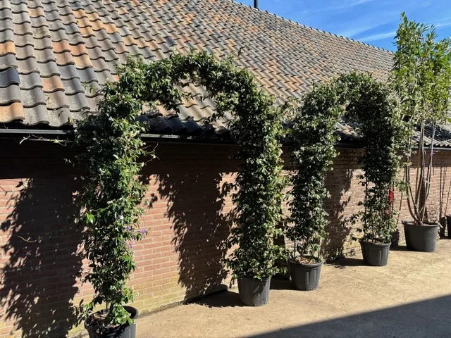 Toscaanse Jasmijn Boog (Trachelospermum Jasminoides)