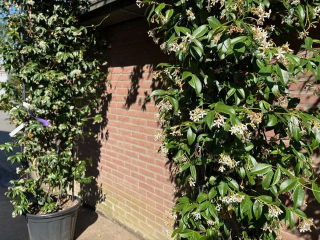 Toscaanse Jasmijn Boog (Trachelospermum Jasminoides)