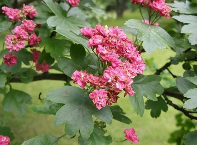 Crataegus laevigata Paul's Scarlet Leiboom (Rode Meidoorn Leiboom)-1