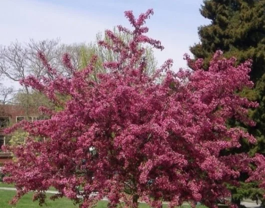 Crataegus laevigata Paul's Scarlet Leiboom (Rode Meidoorn Leiboom)-2
