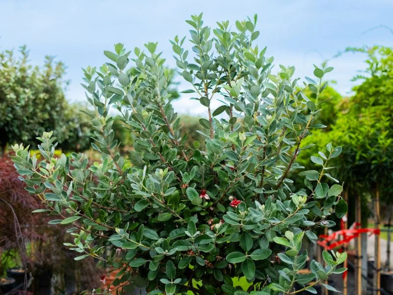 Feijoa sellowiana Halfstam (Ananasguave)