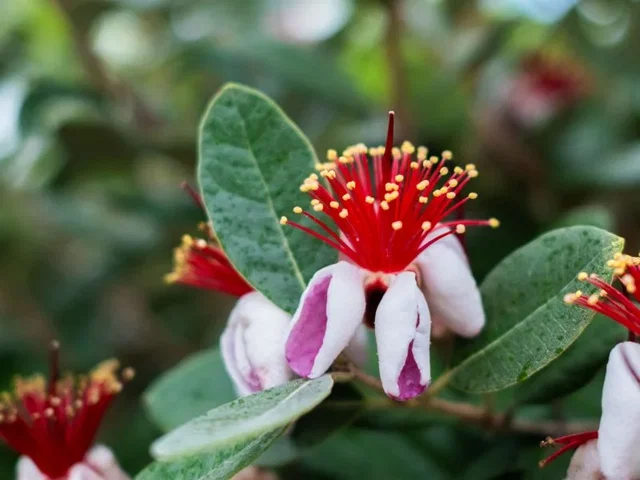 Feijoa sellowiana Halfstam (Ananasguave) Feijoa sellowiana Halfstam (Ananasguave)
