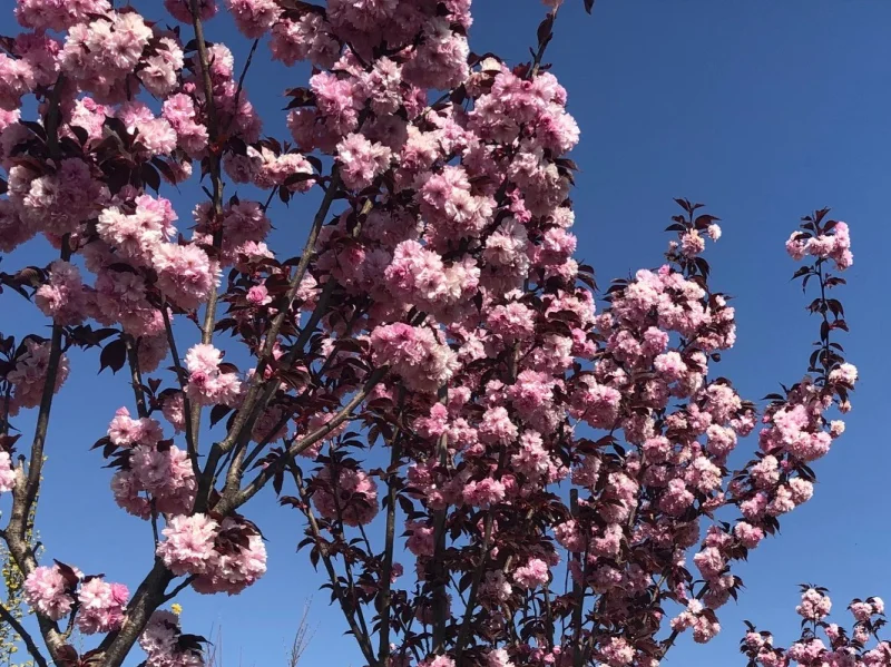 Prunus Serrulata Royal Burgundy Leiboom (Rode Japanse Sierkers Leiboom)-1