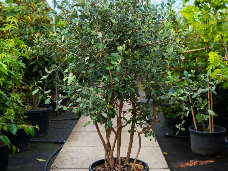 Feijoa sellowiana Meerstammig (Ananasguave)-1