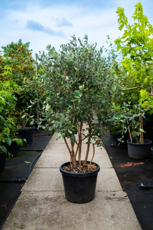 Feijoa sellowiana Meerstammig (Ananasguave)-2