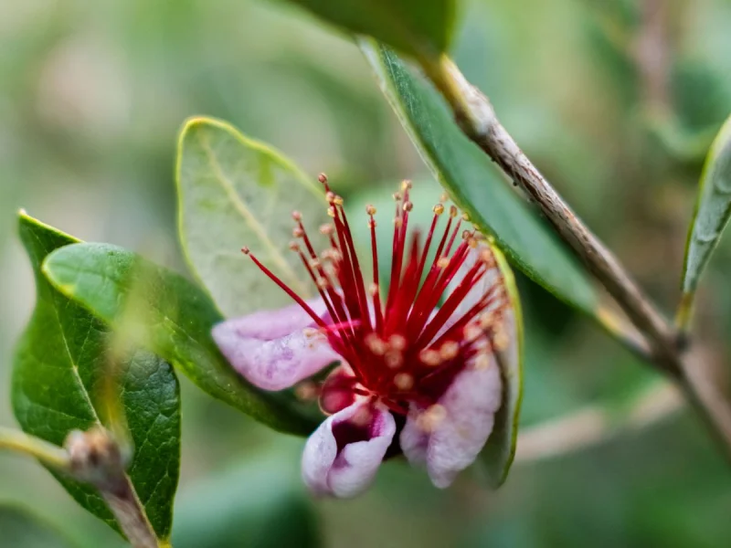 Feijoa sellowiana Meerstammig (Ananasguave)-4