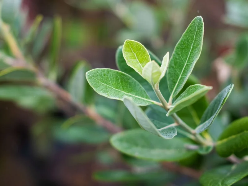Feijoa sellowiana Meerstammig (Ananasguave)-5
