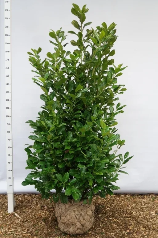Prunus Laurocerasus Rotundifolia Strauch (Kirschlorbeer)