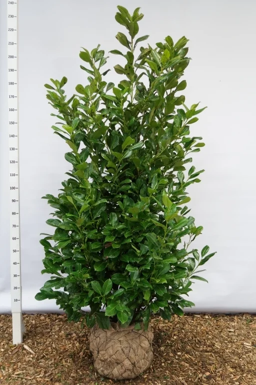 Prunus Laurier Rotundifolia (Laurierstruik)