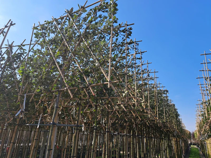 Quercus Suber Leiboom (Leikurkeik)-1
