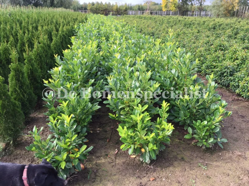 Prunus Laurier Rotundifolia (Laurierstruik)-3