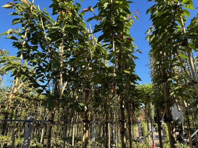 Prunus Serrulata Accolade Leiboom (Leisierkers)