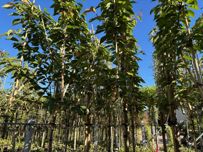 Prunus Serrulata Accolade Leiboom (Leisierkers)